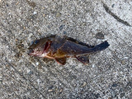 ガシラ釣り好調！